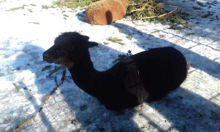 Tierpark Fauna